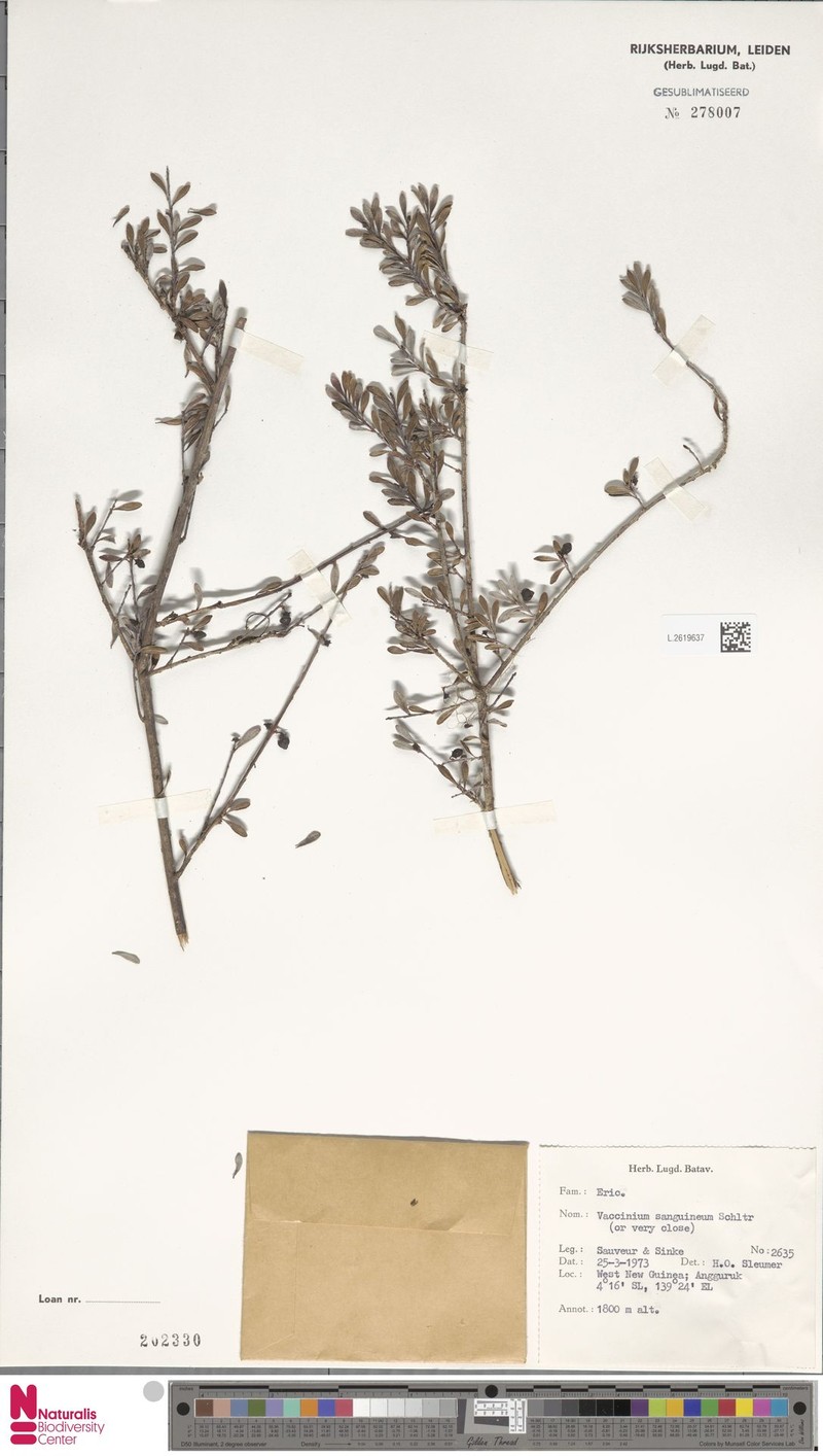 Vaccinium sanguineum photo 2