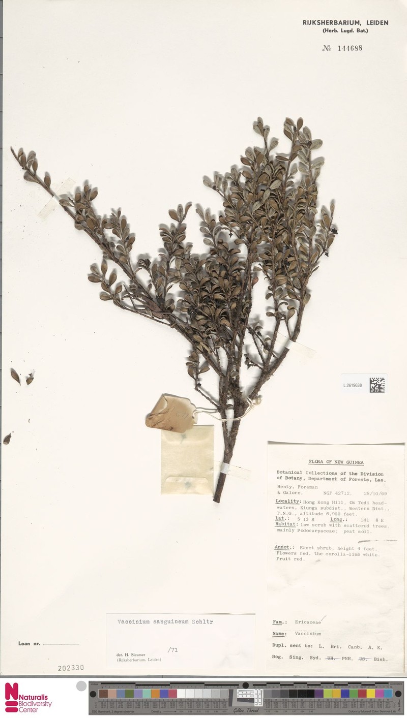 Vaccinium sanguineum photo 3