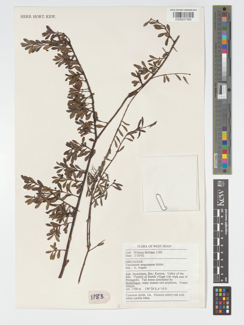 Vaccinium sanguineum photo 4