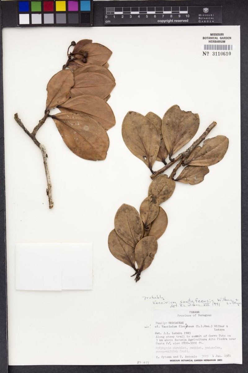 Vaccinium santafeense