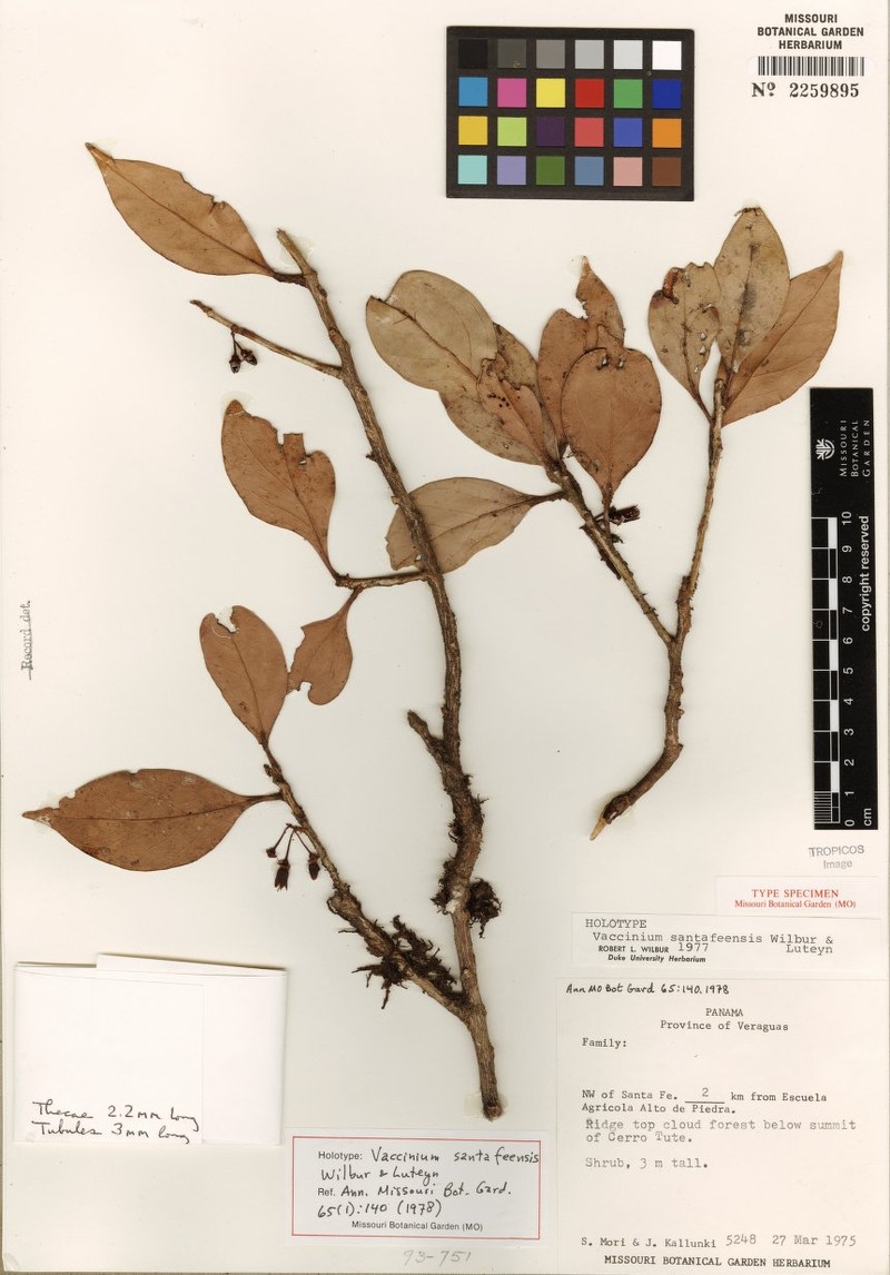 Vaccinium santafeense photo 3