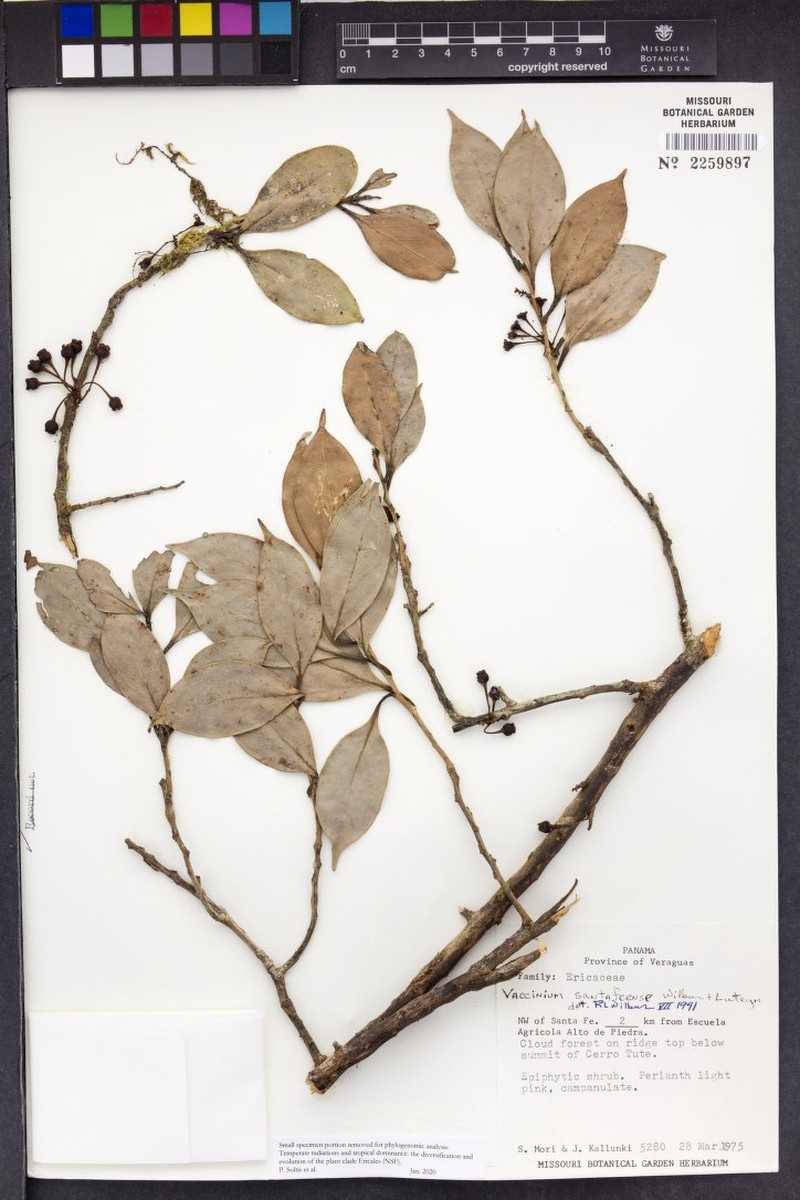 Vaccinium santafeense photo 4