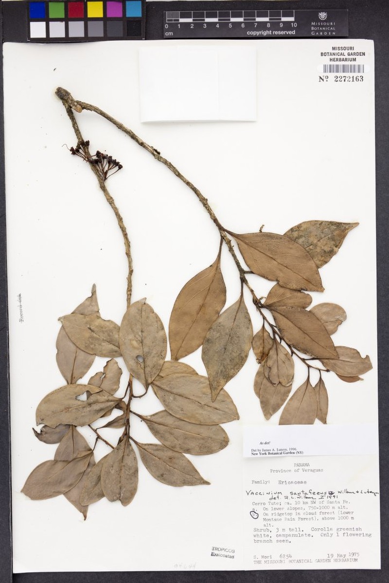 Vaccinium santafeense photo 5