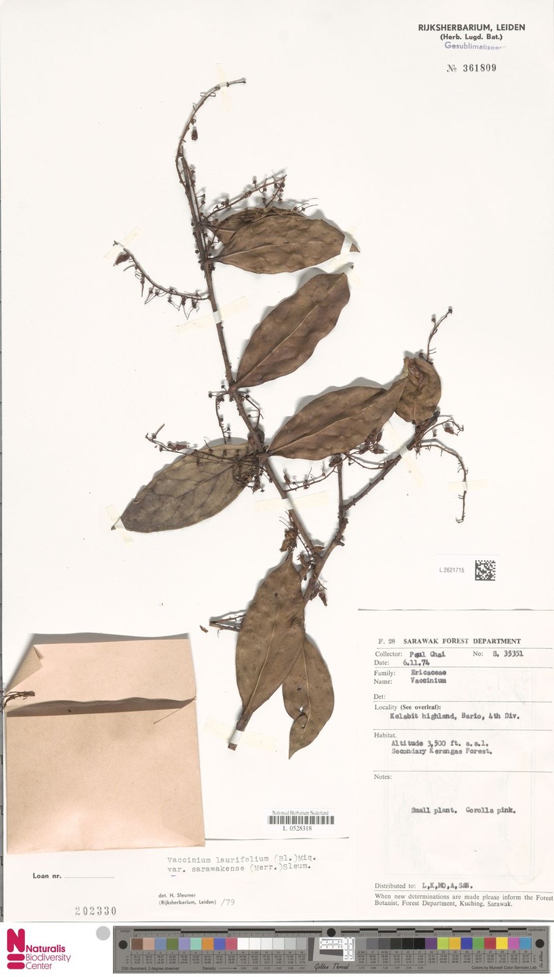 Vaccinium sarawakense