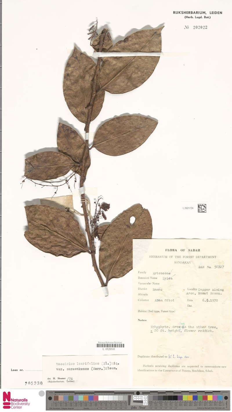 Vaccinium sarawakense photo 2