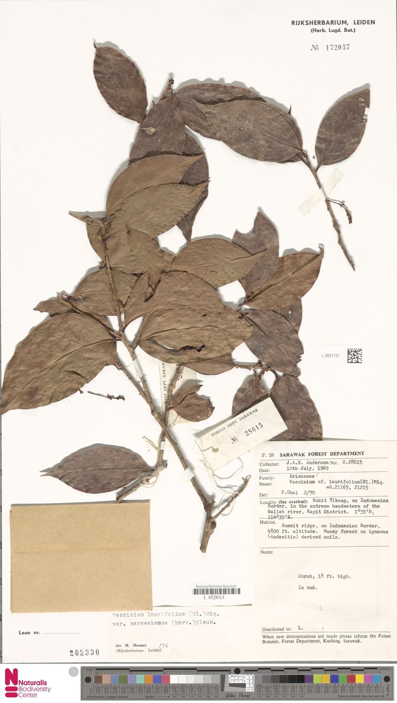 Vaccinium sarawakense photo 3