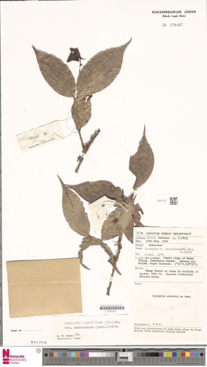 Vaccinium sarawakense photo 4