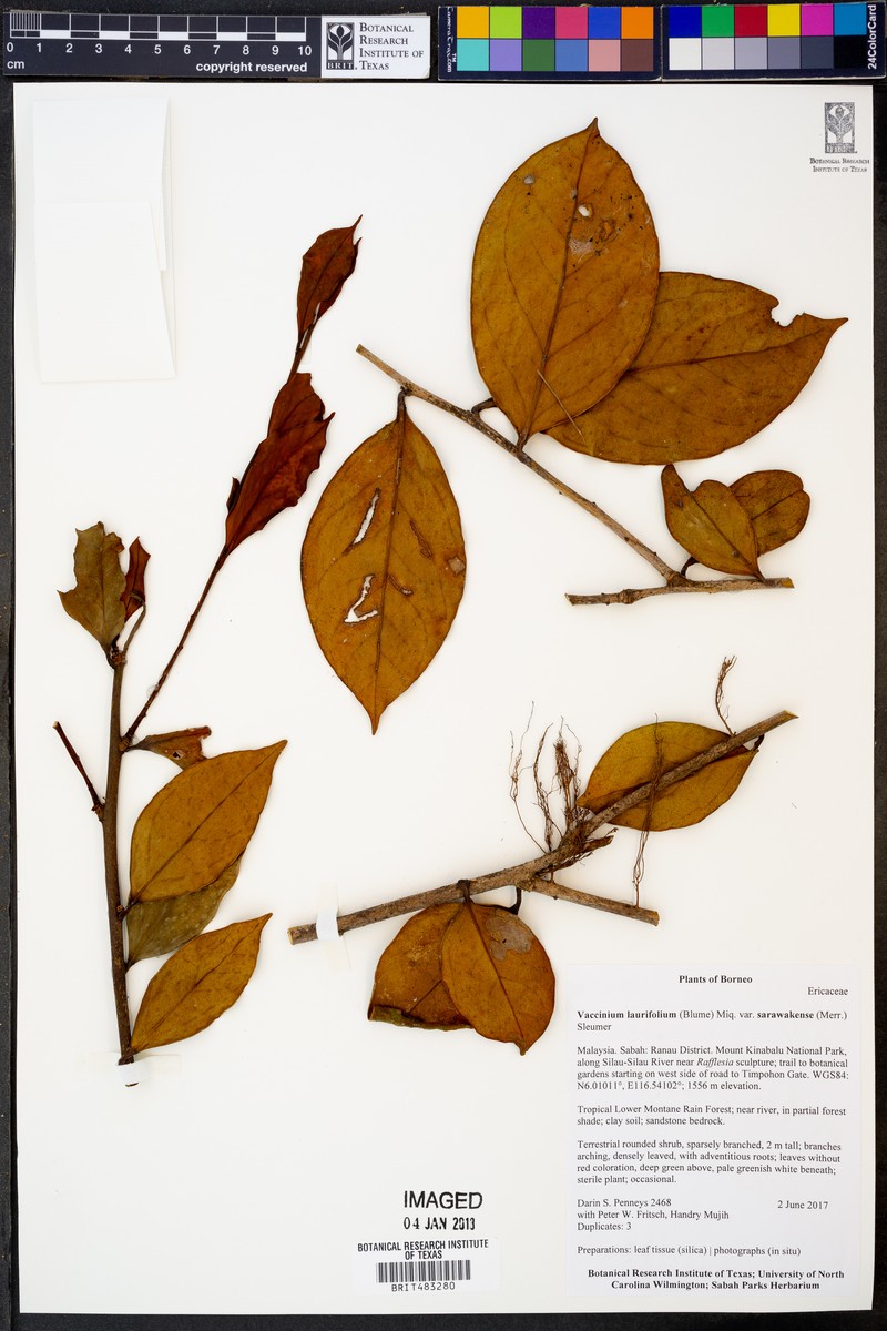 Vaccinium sarawakense photo 5