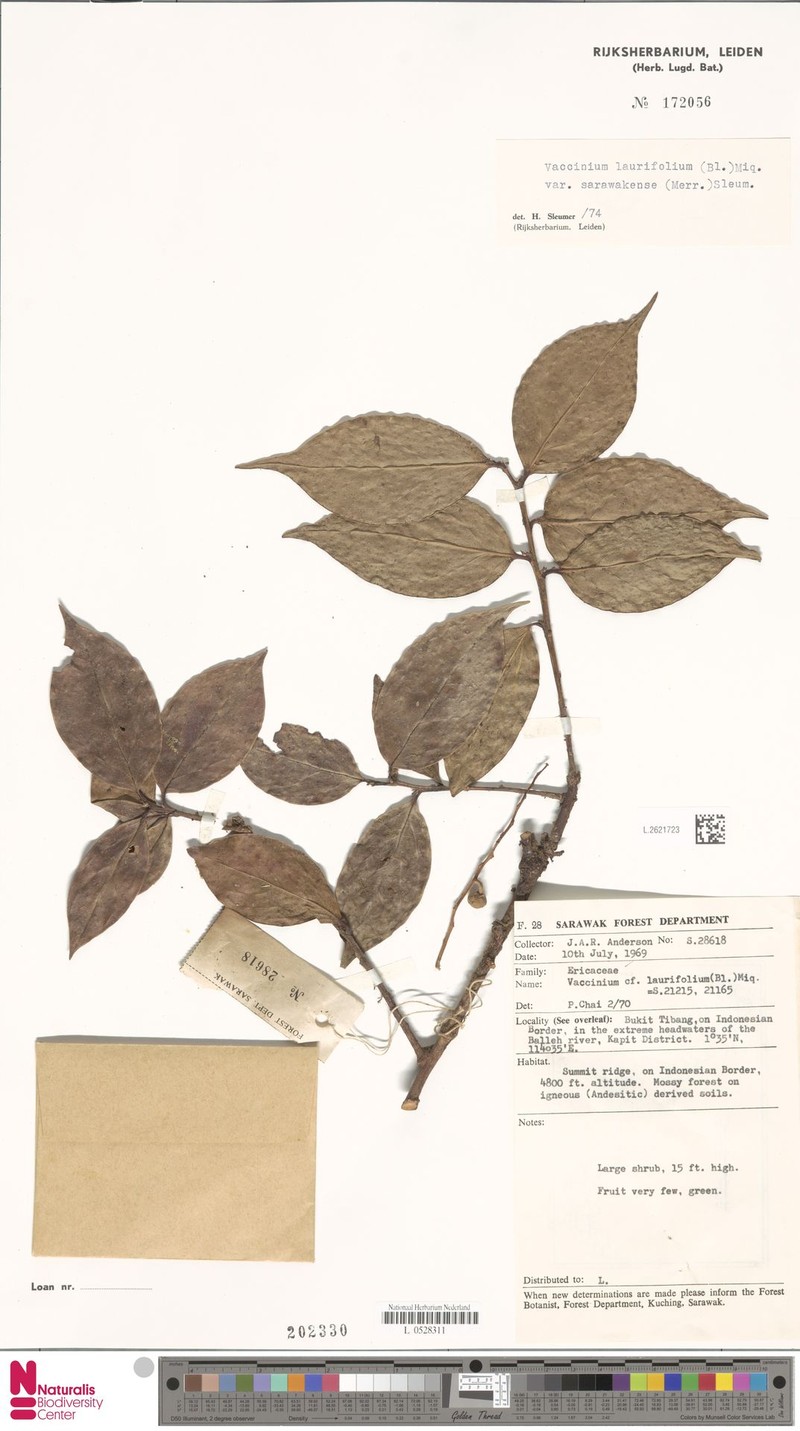 Vaccinium sarawakense subsp. sarawakense photo 5