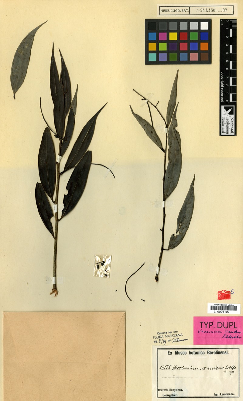 Vaccinium scandens