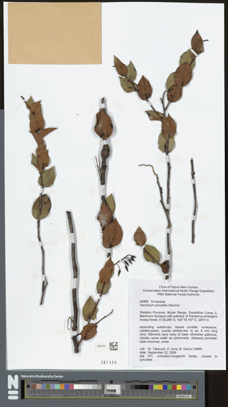 Vaccinium schoddei