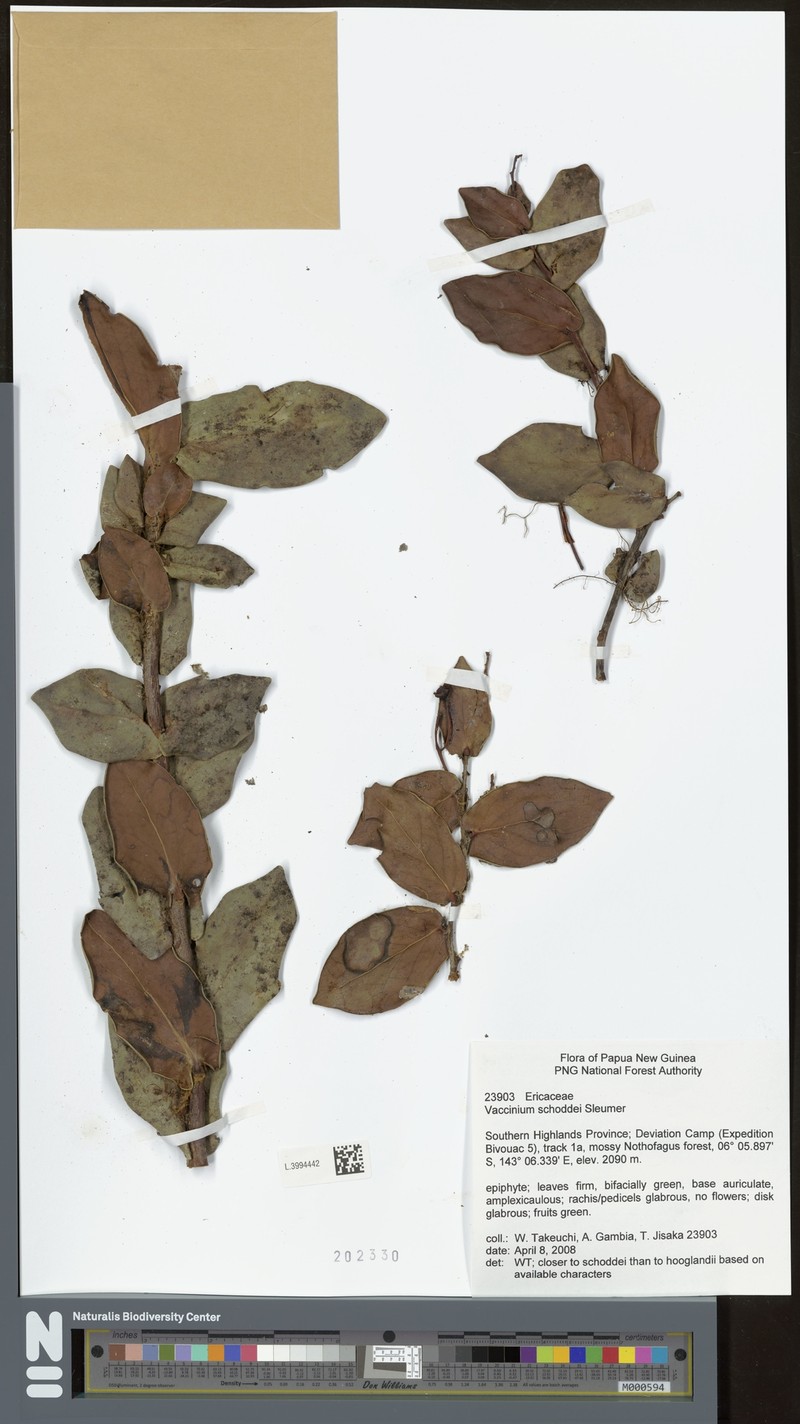 Vaccinium schoddei photo 2