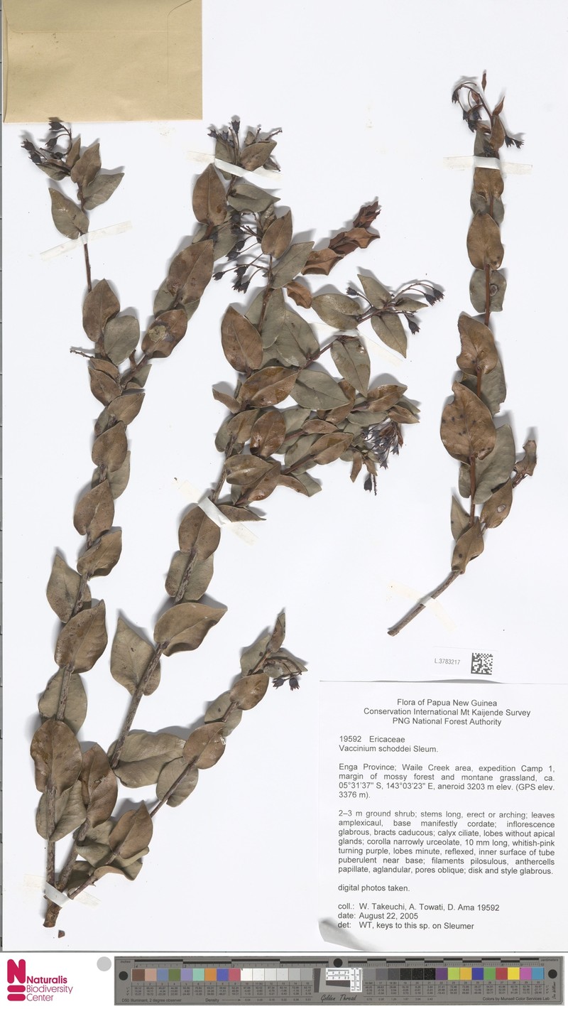 Vaccinium schoddei photo 3