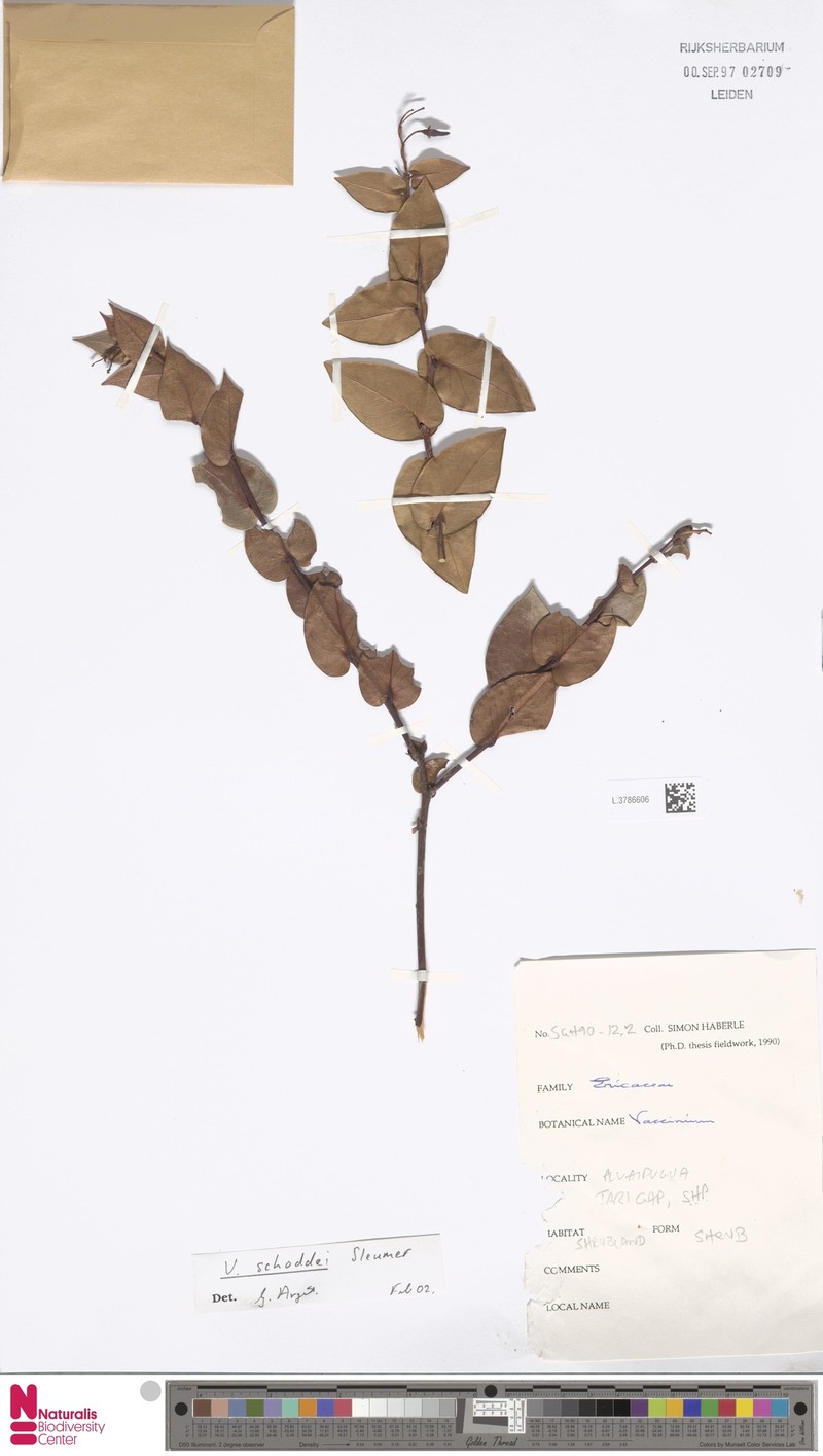 Vaccinium schoddei photo 5