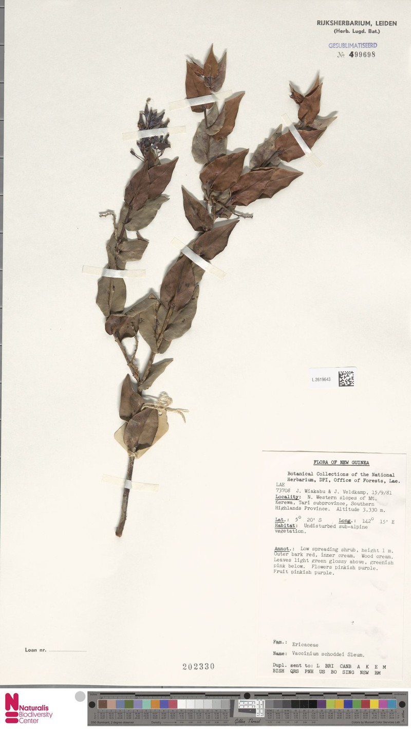Vaccinium schoddei photo 6