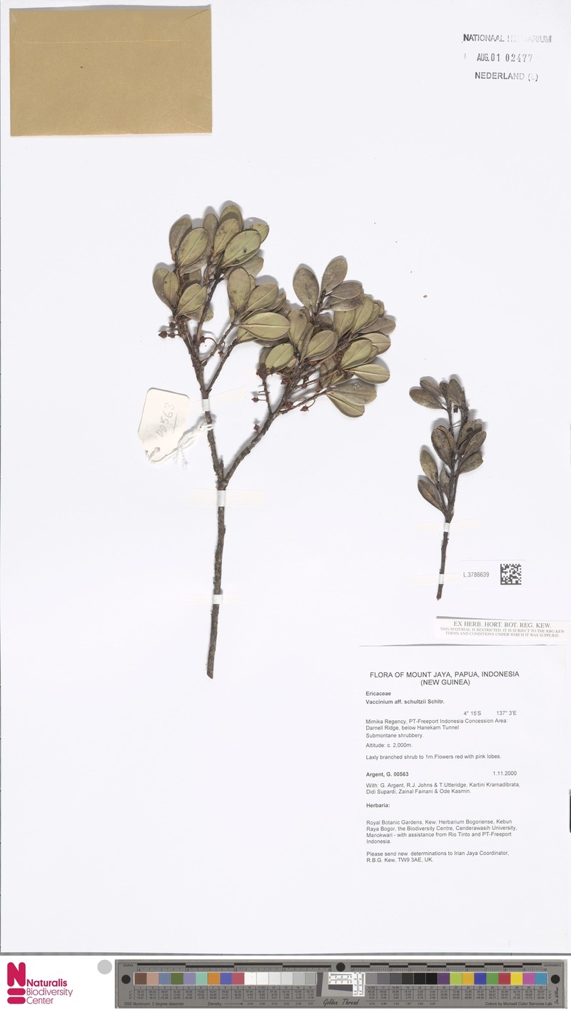 Vaccinium schultzei
