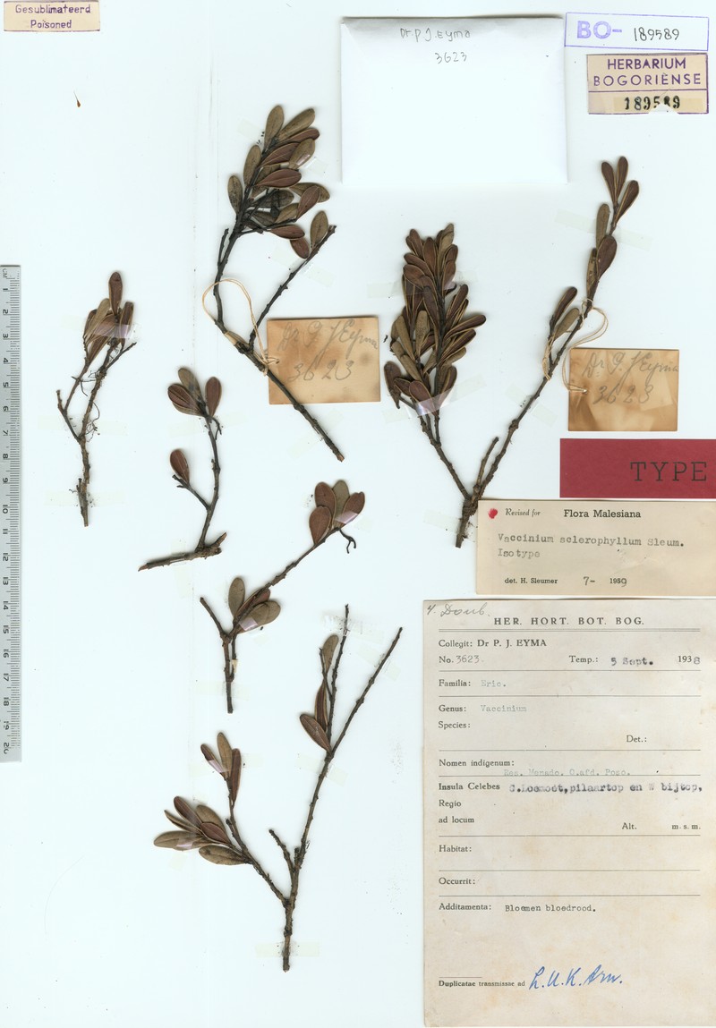 Vaccinium sclerophyllum photo 2