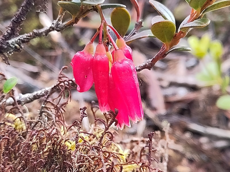 Vaccinium sclerophyllum