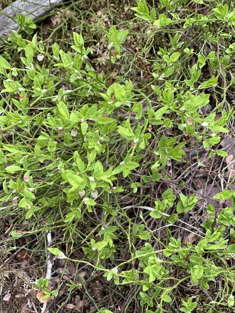 Grouse Whortleberry photo 5
