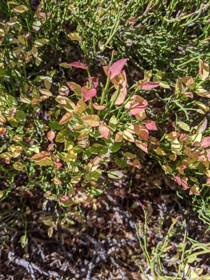 Grouse Whortleberry photo 6