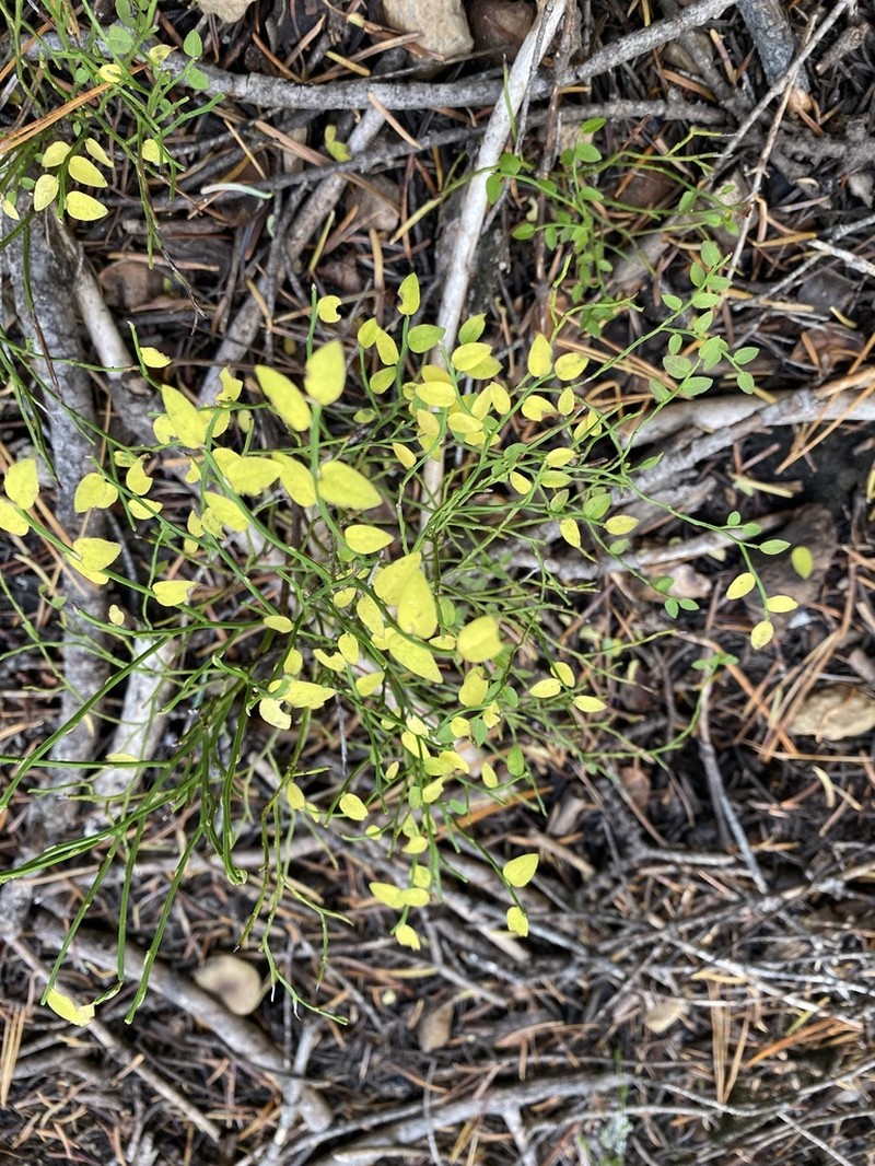 Grouse Whortleberry photo 7