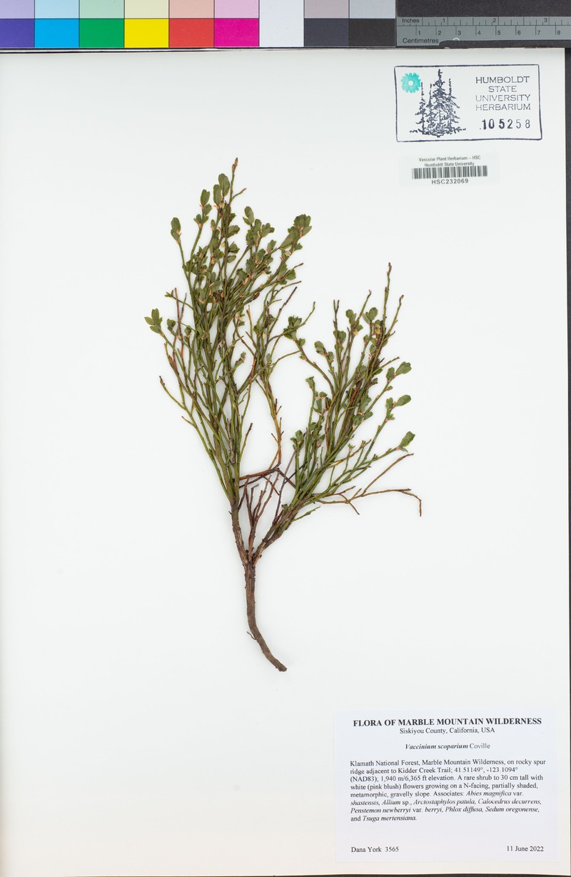 Vaccinium scopulorum