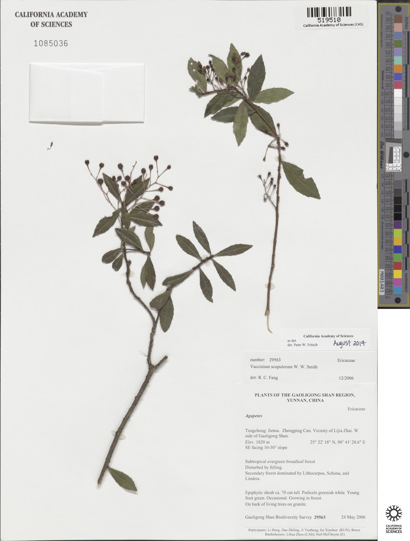 Vaccinium scopulorum photo 2