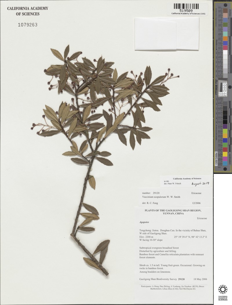 Vaccinium scopulorum photo 3