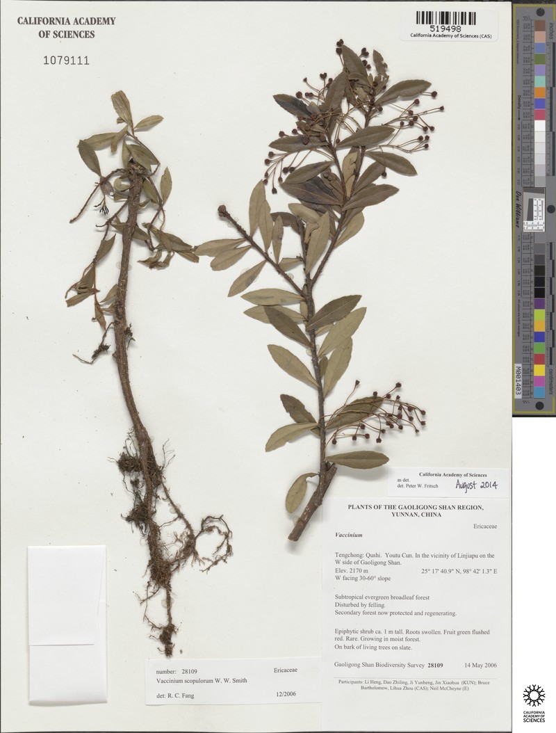 Vaccinium scopulorum photo 4
