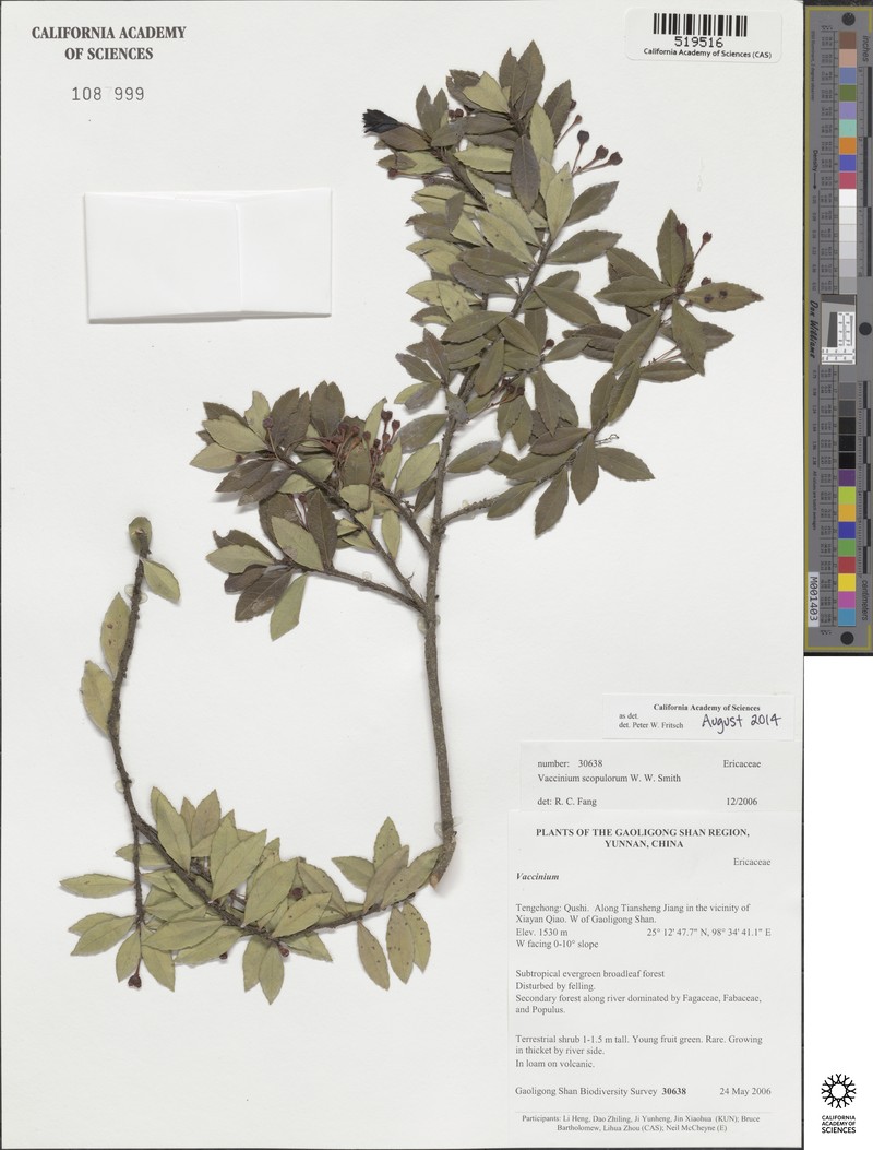 Vaccinium scopulorum photo 5