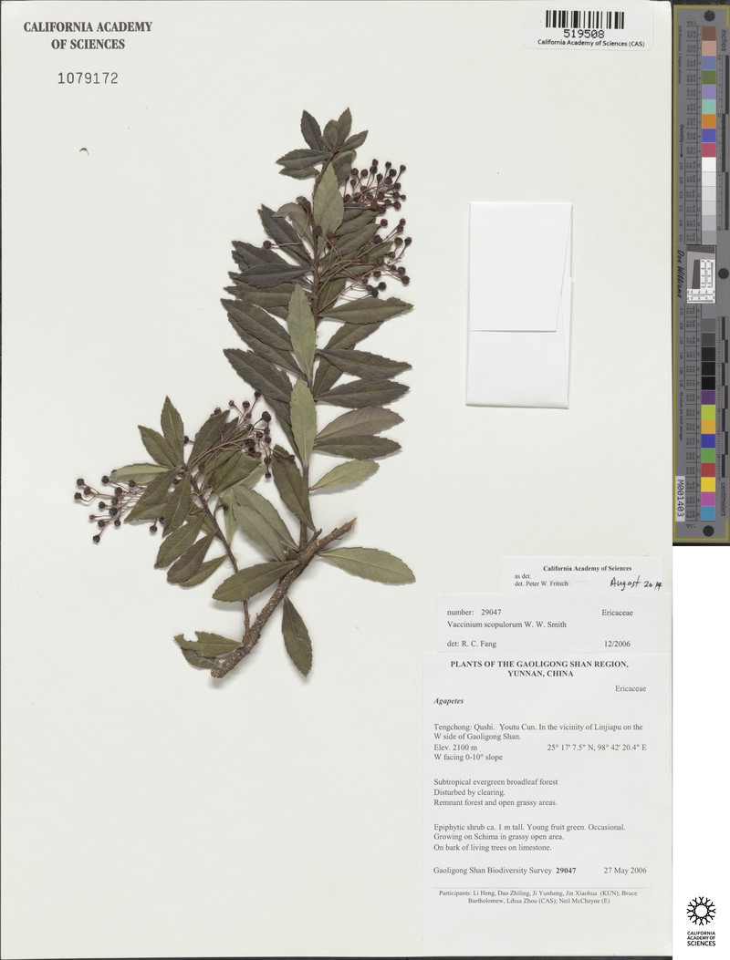 Vaccinium scopulorum photo 6
