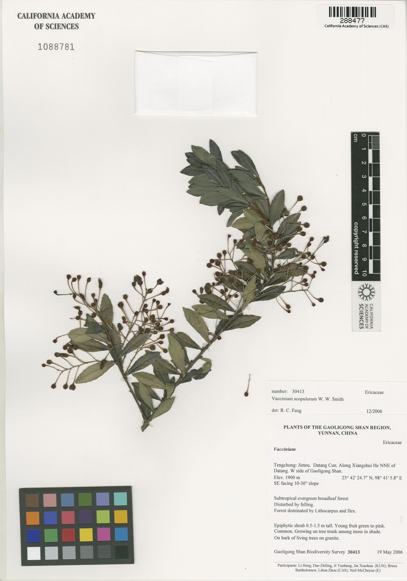 Vaccinium scopulorum photo 7