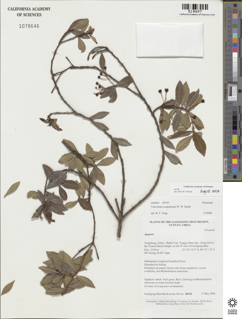 Vaccinium scopulorum photo 8