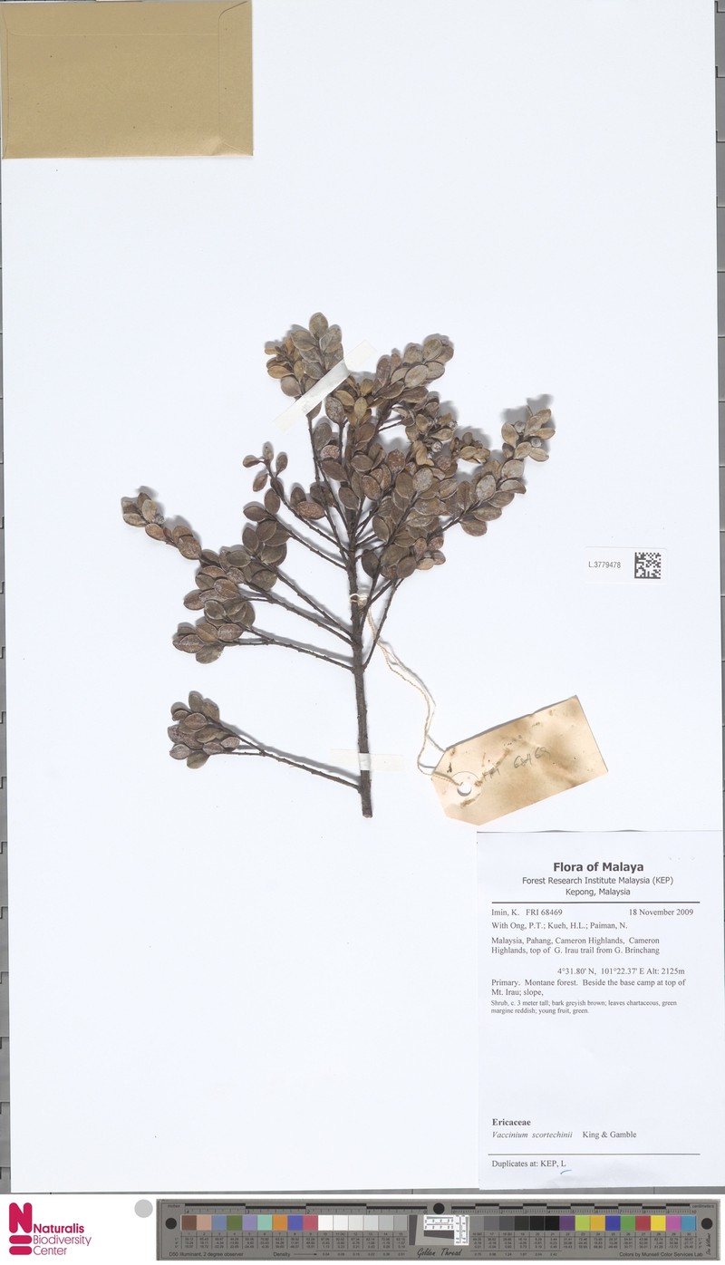 Vaccinium scortechinii