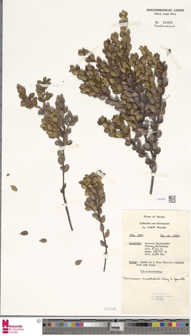 Vaccinium scortechinii photo 2
