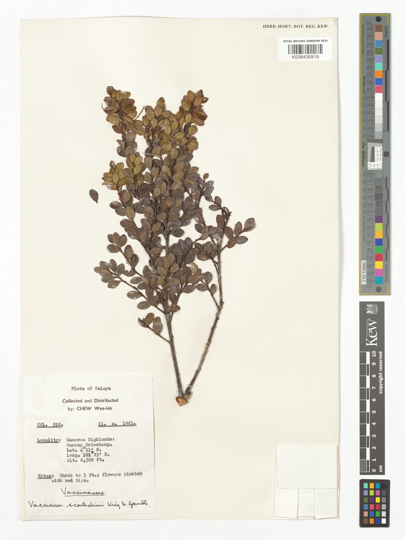 Vaccinium scortechinii photo 3