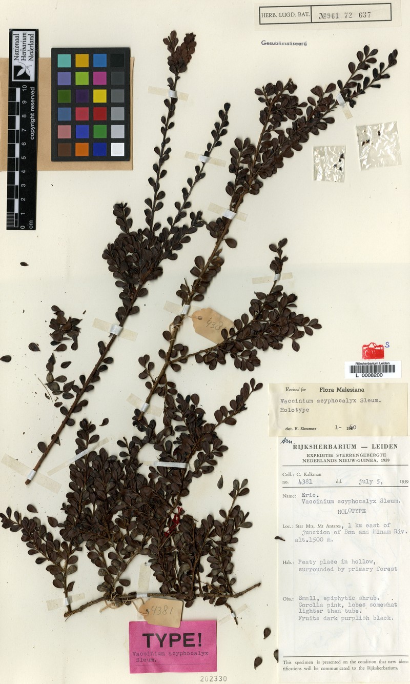 Vaccinium scyphocalyx
