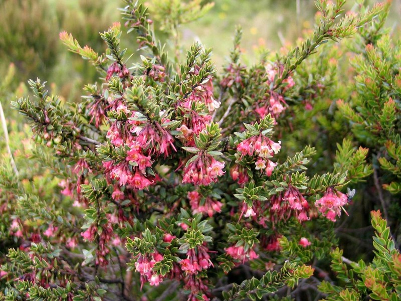 Vaccinium secundiflorum