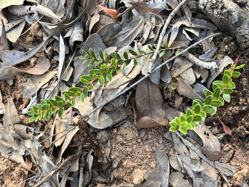 Vaccinium secundiflorum photo 2