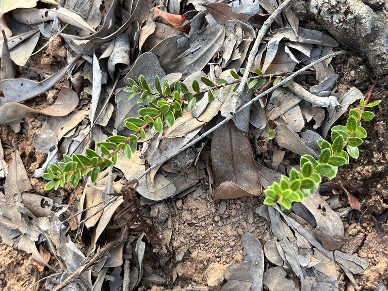 Vaccinium secundiflorum photo 3