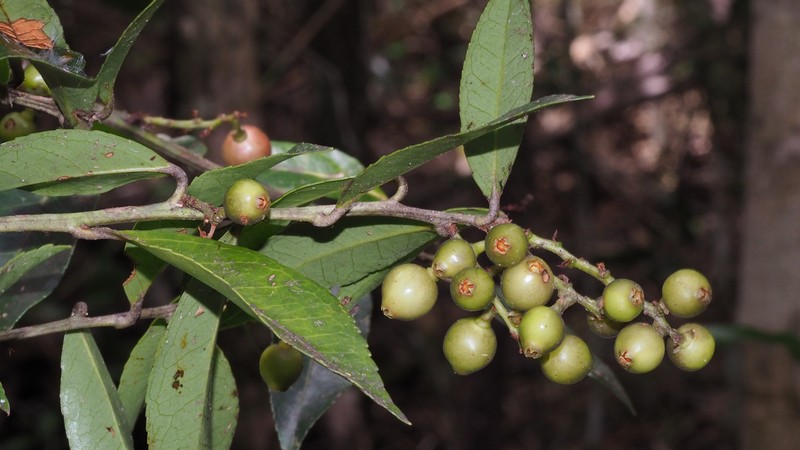 Vaccinium secundiflorum photo 4