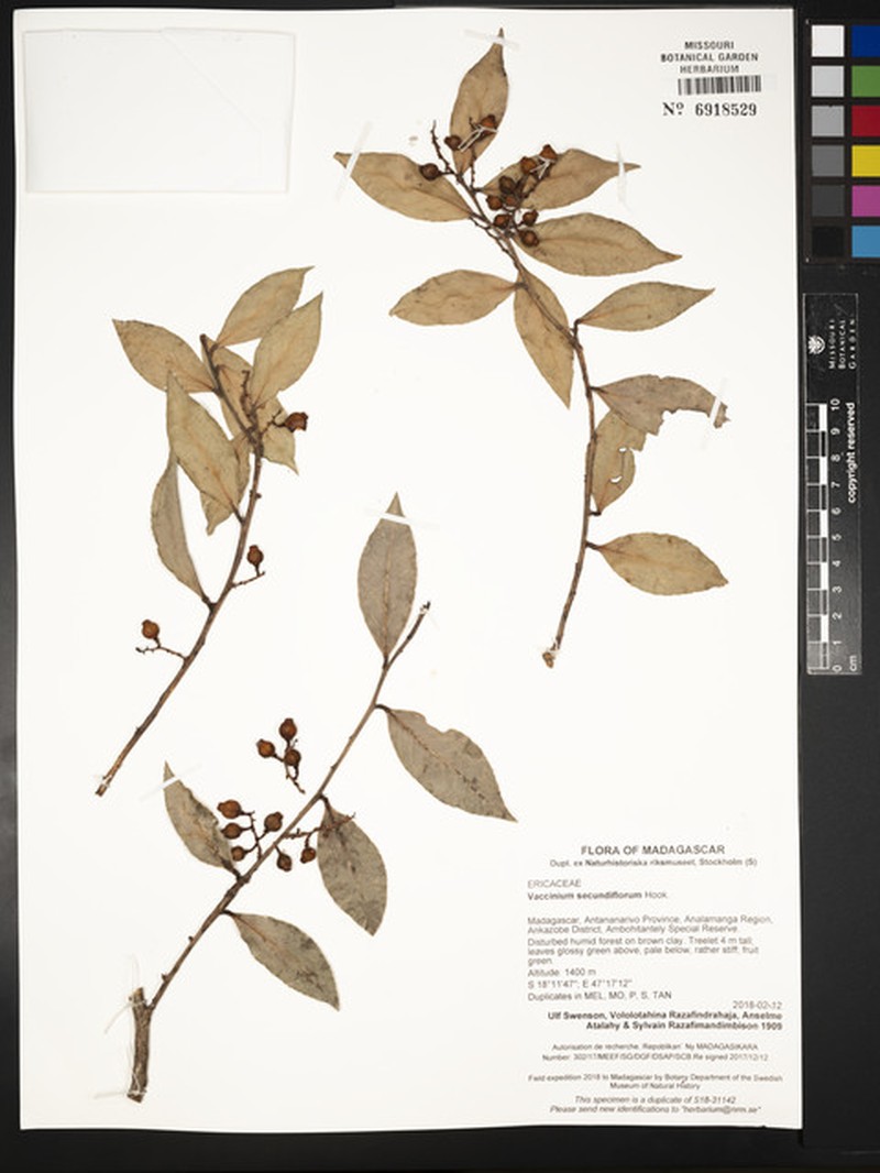 Vaccinium secundiflorum photo 5