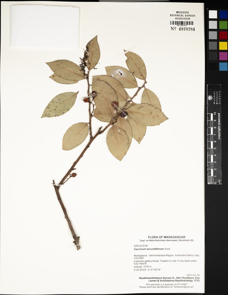 Vaccinium secundiflorum photo 6