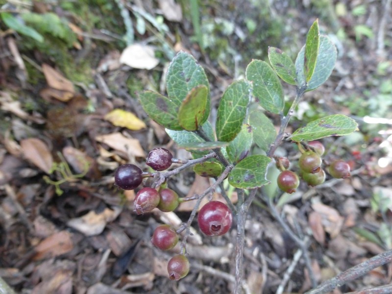 Vaccinium secundiflorum photo 7