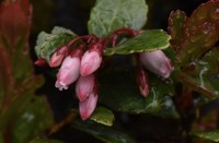 Vaccinium selerianum