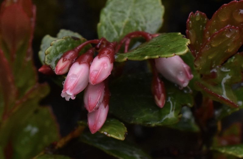 Vaccinium selerianum