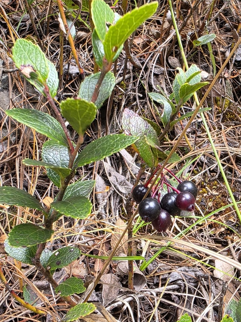 Vaccinium selerianum photo 3