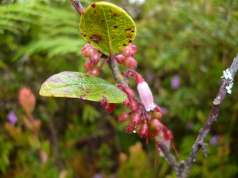 Vaccinium selerianum photo 4