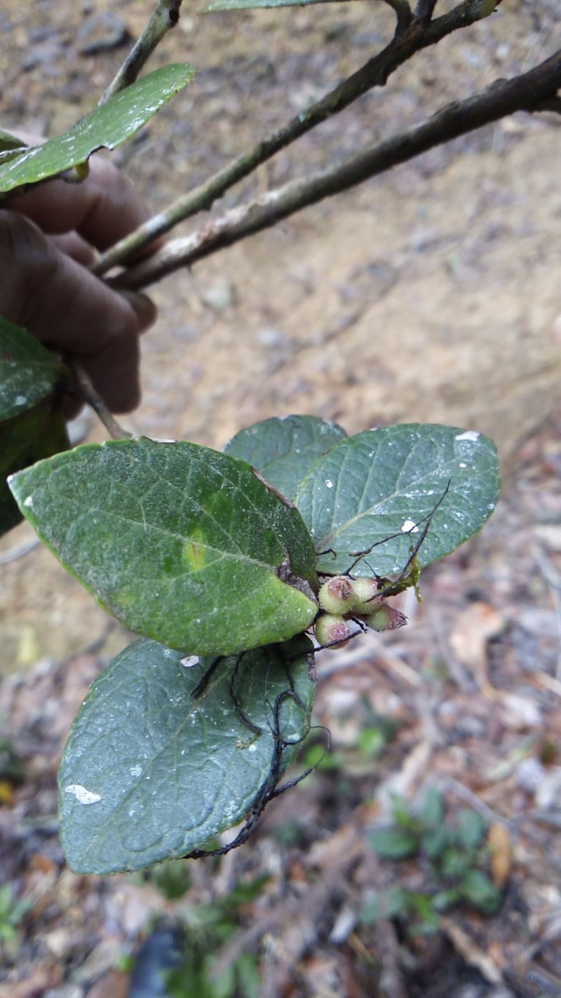 Vaccinium selerianum photo 5