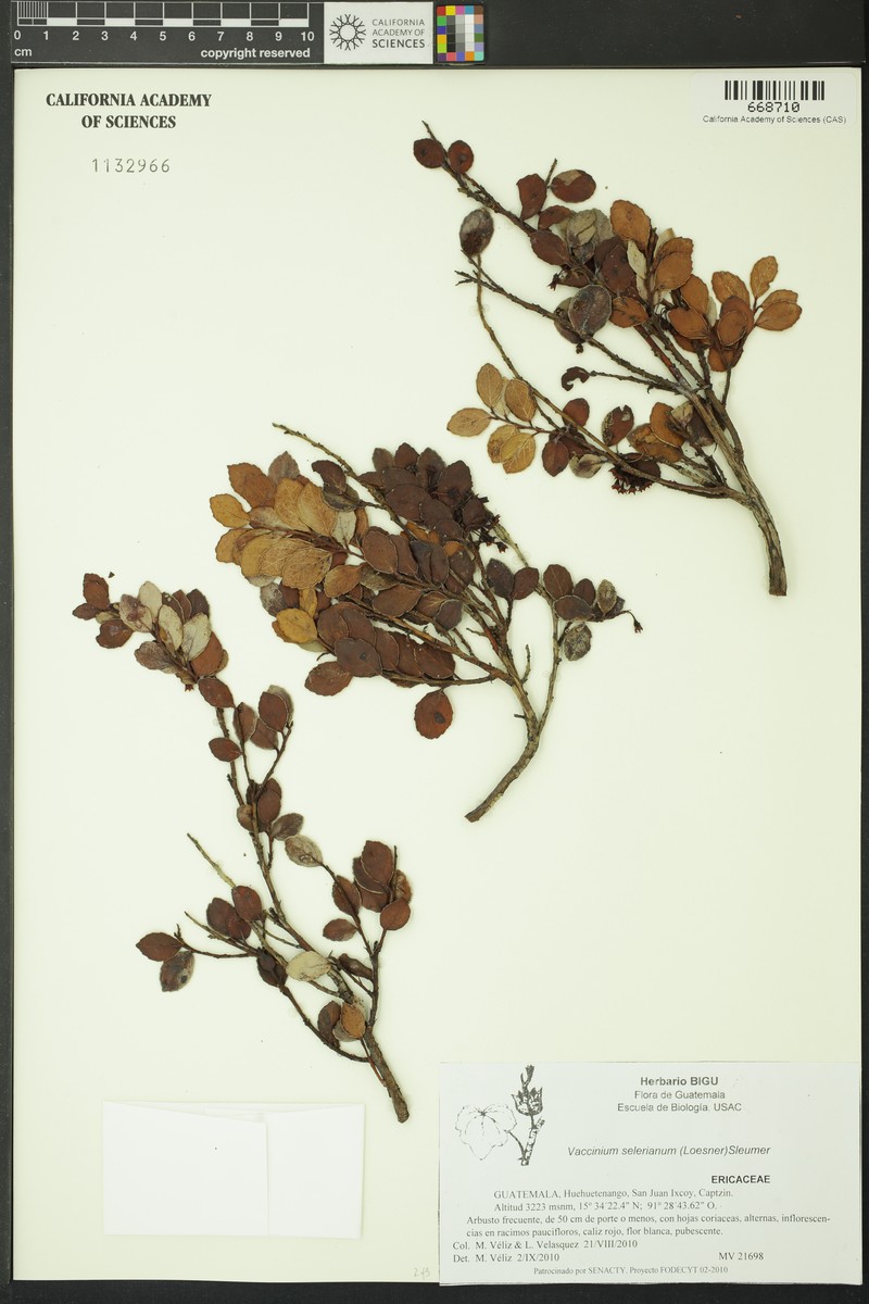 Vaccinium selerianum photo 6
